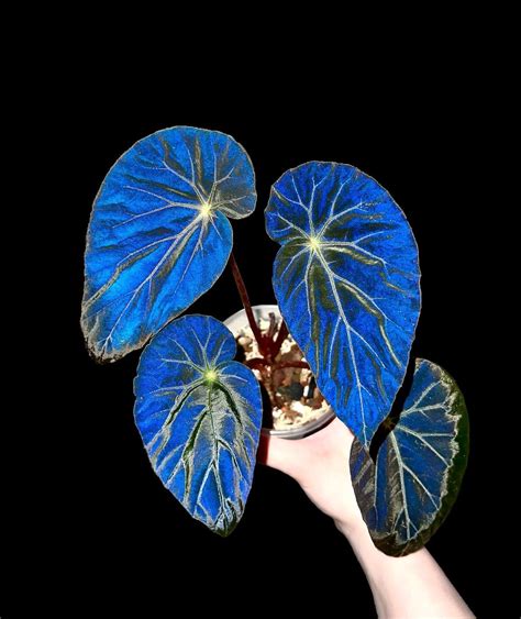 begonia burkillii dark form