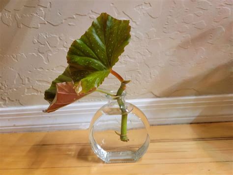 begonia in water