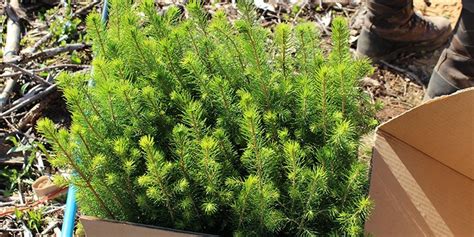 behandla granplantor