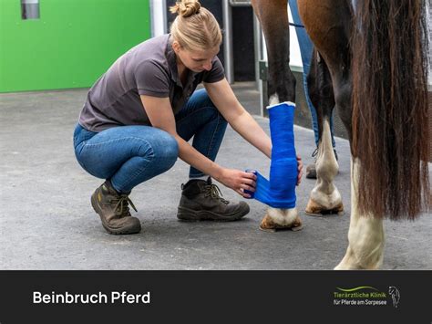 beinbruch beim pferd