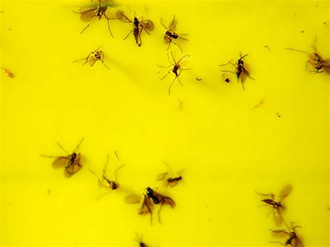 bekämpning blomflugor