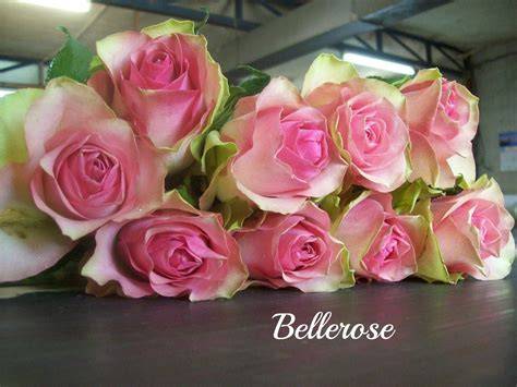 belle rose onlyfans