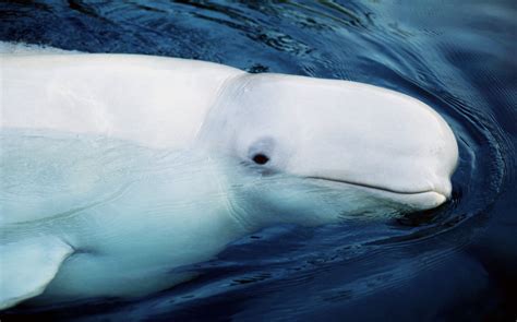 Beluga Whales In The Arctic