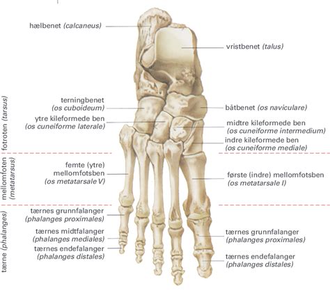 ben  samt senor  inom foten