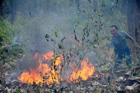 bencana kebakaran di indonesia