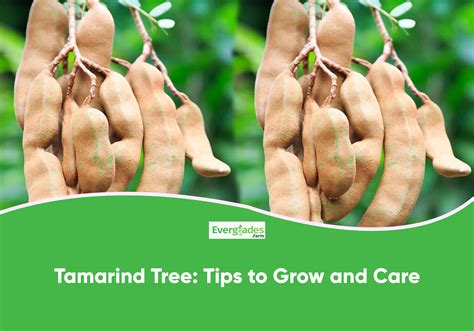 Beneath The Tamarind Tree A Story Of Courage Family