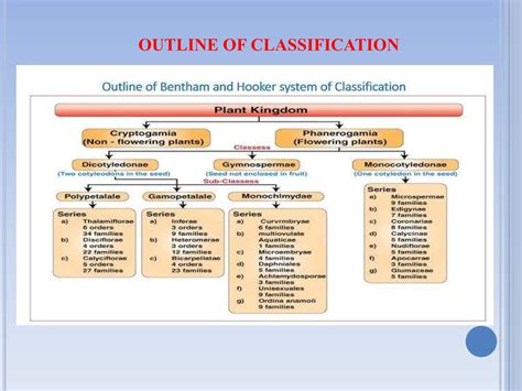 bentham and hookers classification