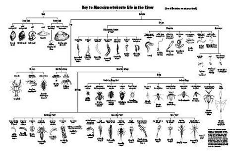 Benthic Macroinvertebrate Key