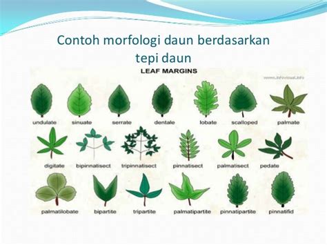 Bentuk Bentuk Daun