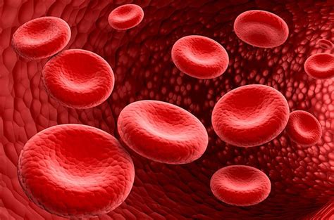 bentuk sel darah merah