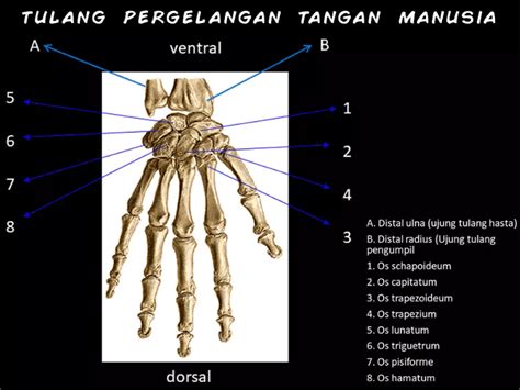 bentuk tulang pergelangan tangan