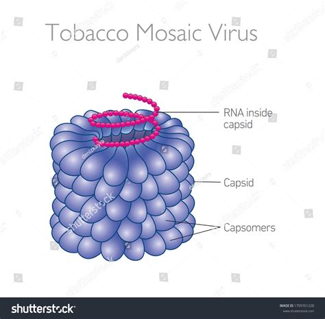 Bentuk Virus Tmv