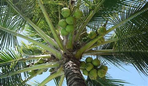 berapa lama pohon kelapa berbuah