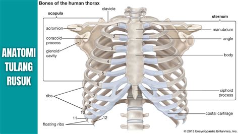 berapa pasang tulang rusuk yang dimiliki rata-rata manusia