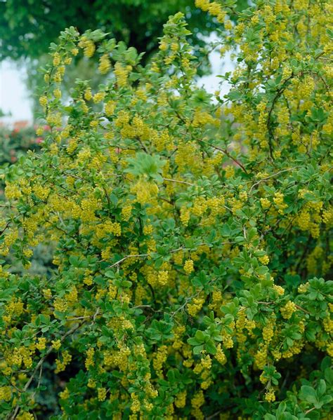 berberis koreana uk