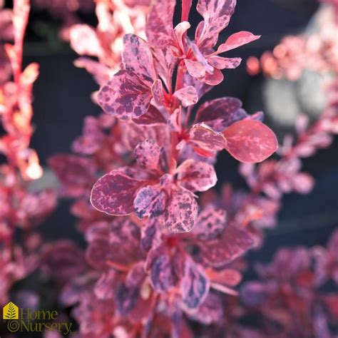 berberis thunbergii rose glow