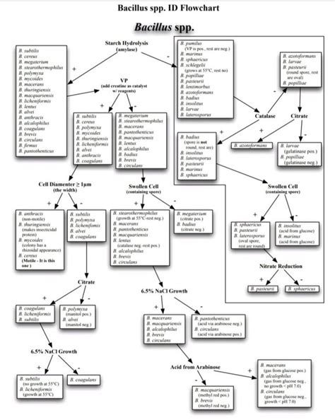 Bergeys Manual Flow Chart