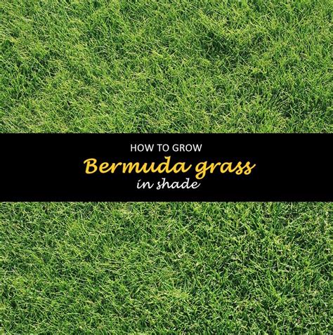 bermuda grass grow in shade