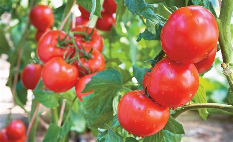 Bernbard Cornwall Tomatoes