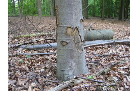 beschadiging definitie