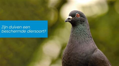 beschermde diersoort