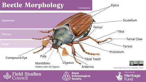 bess beetle diagram