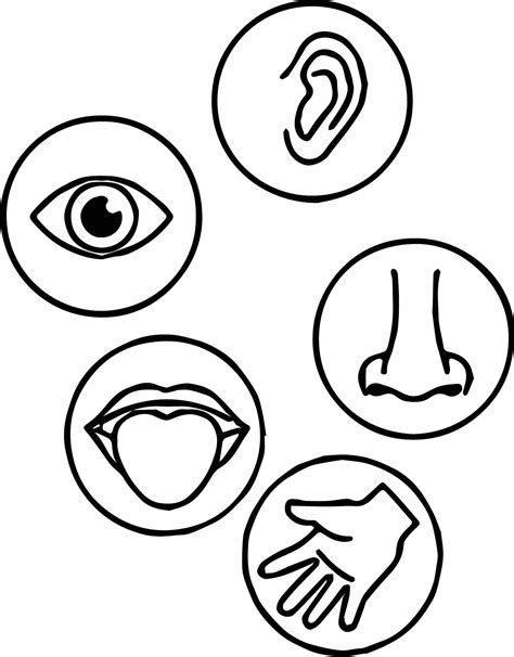Best 5 Senses Coloring Pages Free Amp Easy Five Senses Coloring Sheet - Five Senses Coloring Sheet