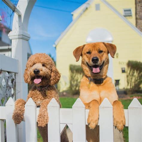 Best Dog Fences For Every Breed And Homeowner Diy Stop Dog From Jumping Fence - Diy Stop Dog From Jumping Fence