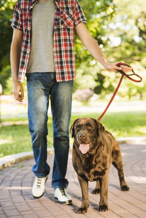 Best Dog Walking Apps To Work For   7 Best Dog Walking Apps Amp Websites In - Best Dog Walking Apps To Work For