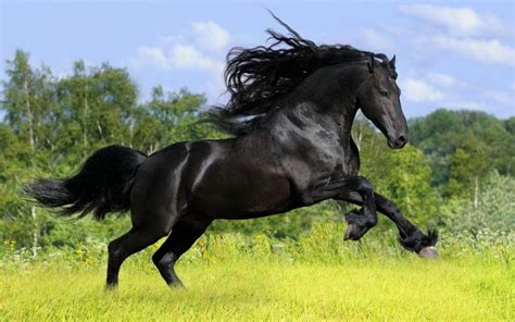 best horses in the world