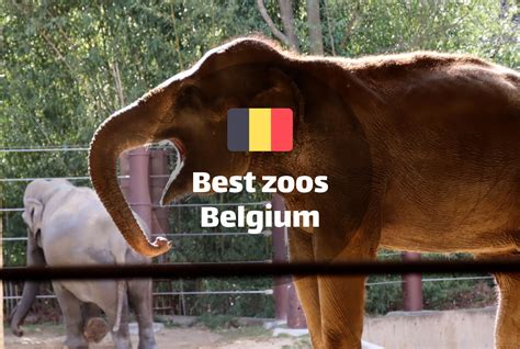 best in slot planet zoo vucd belgium