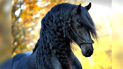 best looking horse