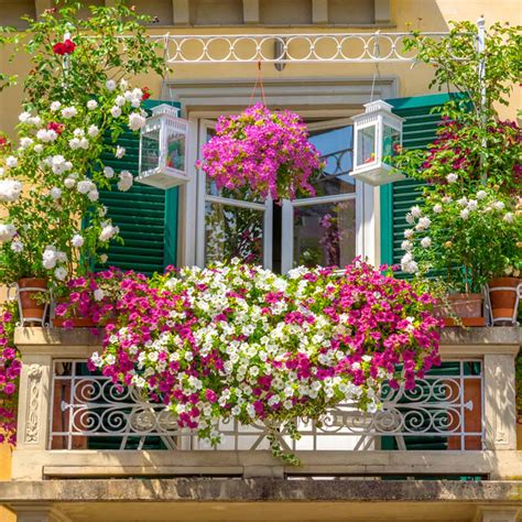 Best Plants For Balcony Garden Flowers And Herbs What Can I Grow On My Balcony - What Can I Grow On My Balcony