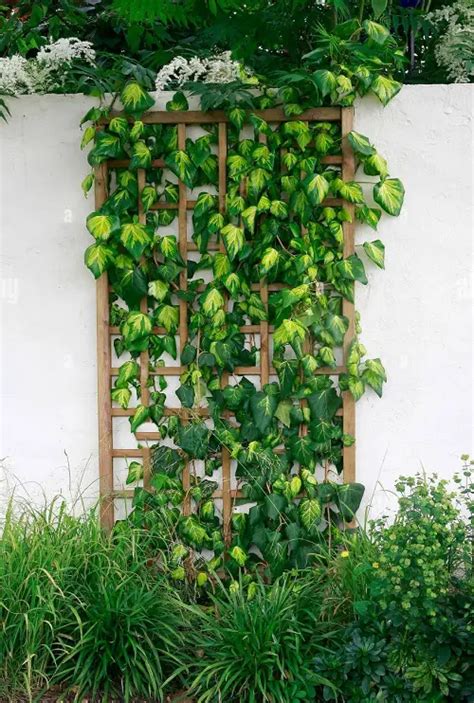 best vines for fence coverage