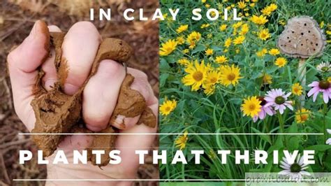 Download Best Plants For Problem Clay Soils Trees And Vines 