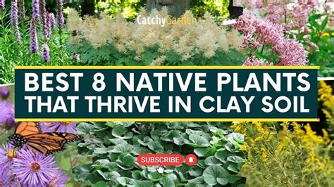 Download Best Plants For Problem Clay Soils Trees And Vines 