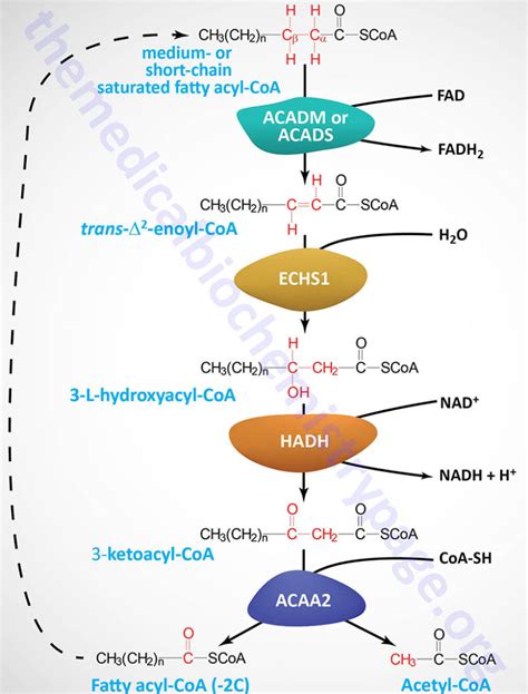 Beta Oxidation Of Fatty Acids Ppt