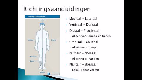 betekenis lateraal van