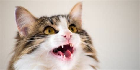 betekenis miauwen kat