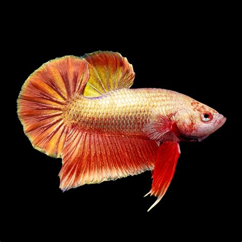 betta | C Betta KOI Shop Heo