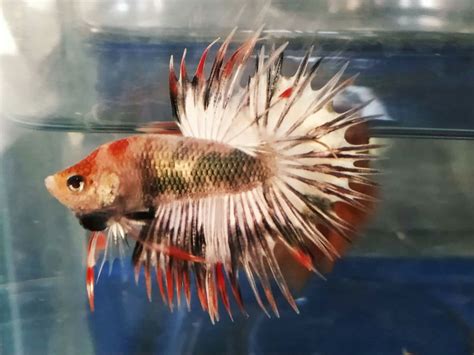 betta band live biography