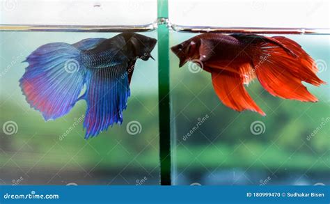 Betta Fish Aggressive Behavior