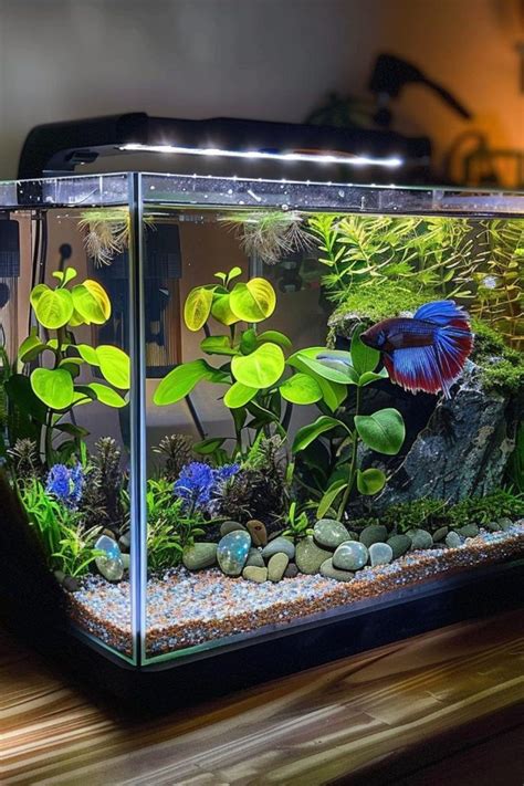 betta fish aquarium guide to keeping and caring b