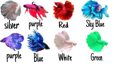 betta fish colors