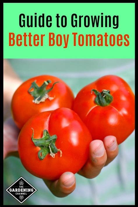 better boy tomatoes in containers