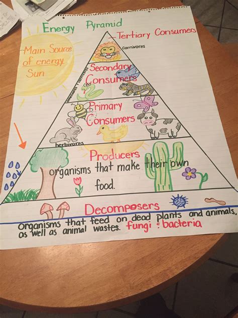Betterlesson Coaching 5th Grade Food Chain Worksheet - 5th Grade Food Chain Worksheet