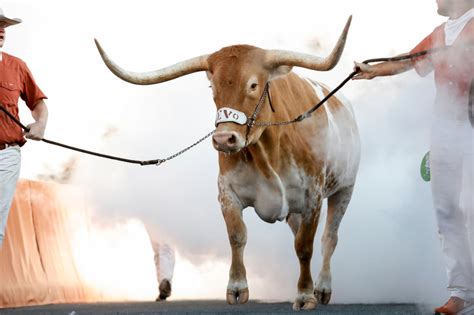 bevo texas