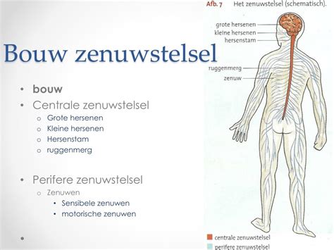 beweging en zenuwen