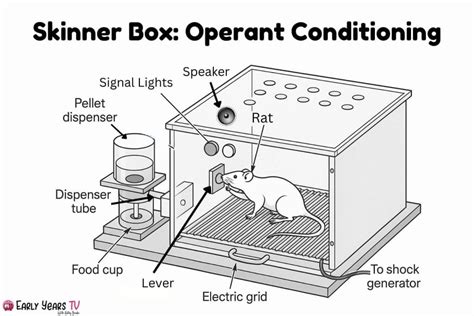 Bf Skinner Box