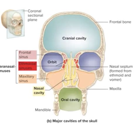 bfswinti-english in the dental surgery-ch8-claudia_schenk - Quizlet